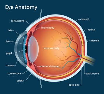 https://images.ctfassets.net/u4vv676b8z52/3EEHqBUTHts5Cx52uy2UP7/ab761a14fd65b921062b8691b54f3f80/eye-anatomy-700x635.jpg?fm=jpg&q=80