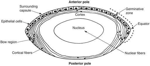 https://cataractcourse.com/wp-content/uploads/2016/08/Mammalian-lens-AA0_53172.jpg