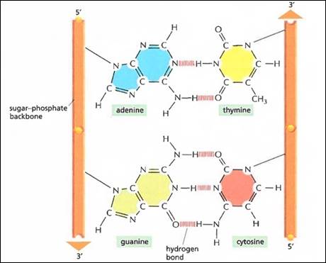 A diagram of different types of molecules

Description automatically generated