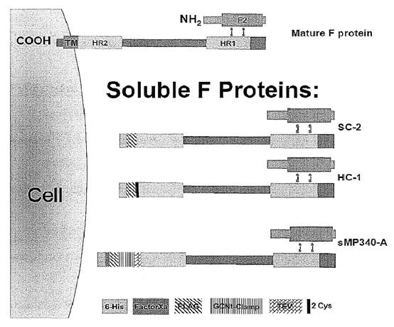 A diagram of cell membrane

Description automatically generated