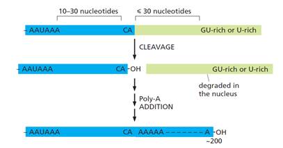 A diagram of a number of nucleotides

Description automatically generated