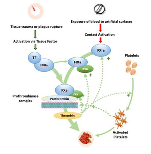 A diagram of a platelet

Description automatically generated